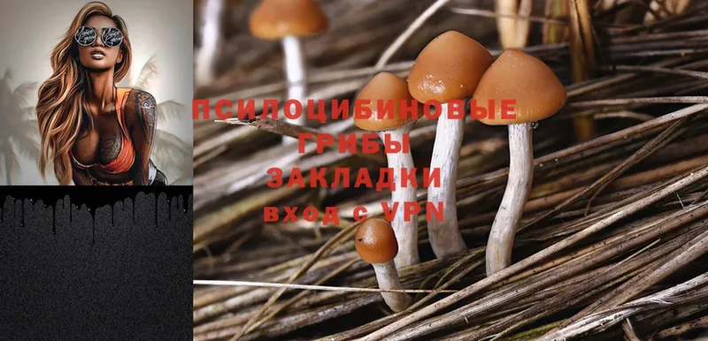 Галлюциногенные грибы Psilocybe  Ивдель 